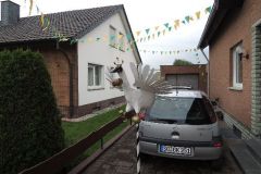 Vogelwegbringen_2013_107