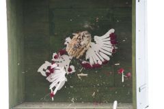 Kaiserschiessen_2014_9659