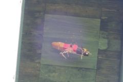 Jungschuetzenschiessen-2019_10269