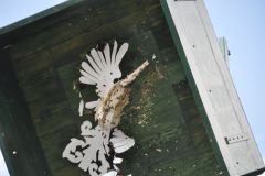 Vogelschiessen_2019_10330