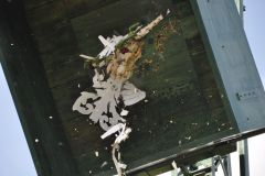 Vogelschiessen_2019_10345