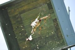 Vogelschiessen_2019_10401