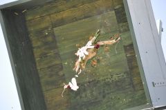 Vogelschiessen_2019_10418