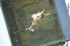 Vogelschiessen_2019_10429