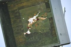 Vogelschiessen_2019_10444