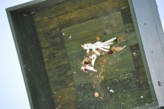 Vogelschiessen_2019_10447