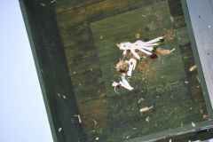 Vogelschiessen_2019_10450