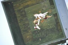 Vogelschiessen_2019_10452