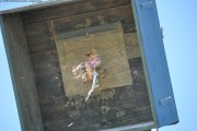 2025DSC_0238_klein