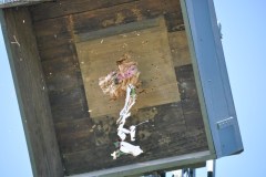 2025DSC_0233_klein