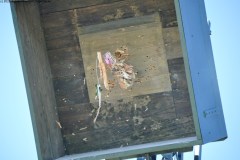2025DSC_0262_klein