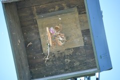 2025DSC_0263_klein